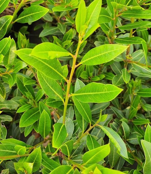 Laurus nobilis 'Little Laura'